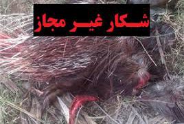 دستگیری بیست و دو شکارچی غیر مجاز توسط محیط بانان محیط زیست داراب