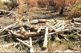 علت قطع درختان اکالیپتوس در جاده مادوان مشخص شد