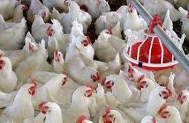 قیمت هر کیلوگرم مرغ در فارس، ۲۴۵۰۰ تومان اعلام شد