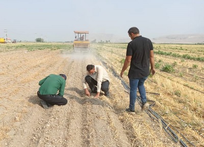 آغاز کشت دانه روغنی کنجد در شهرستان داراب