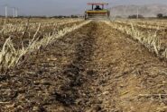 حبیب اله فتحی مدیر جهاد کشاورزی شهرستان داراب مطرح کرد: کشت به روش بی خاک‌ورزی در مزارع این شهرستان، نسبت به مدت مشابه در سال گذشته ۲۵ درصد افزایش داشته است