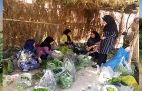 مدیر جهاد کشاورزی شهرستان داراب مطرح کرد: ۱۲ صندوق اعتبارات خرد زنان روستایی فعال است