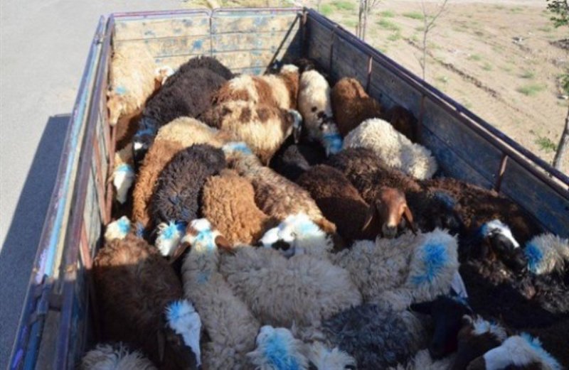 مدیرکل تعزیرات حکومتی فارس اعلام کرد: کشف ۶۵ رأس گوسفند قاچاق در داراب
