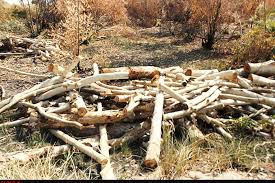 علت قطع درختان اکالیپتوس در جاده مادوان مشخص شد
