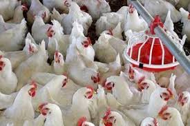 قیمت هر کیلوگرم مرغ در فارس، ۲۴۵۰۰ تومان اعلام شد